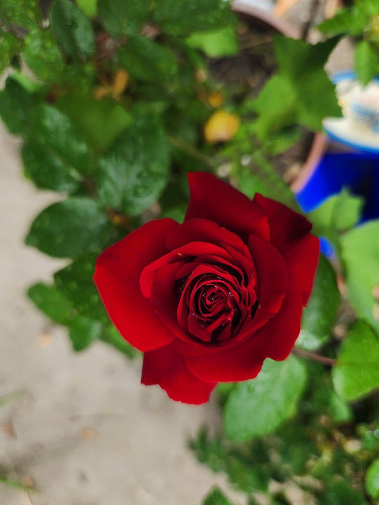 Beautiful Velvet Hybrid Fragrance Red Rose Plant Pot