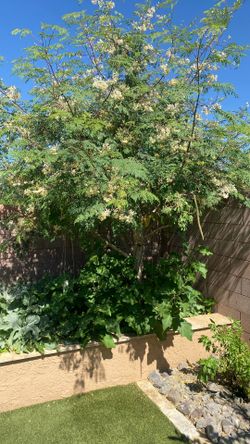 Moringa (Tree Of Life )