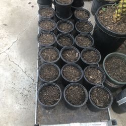 1gal Soil Plant Pots 