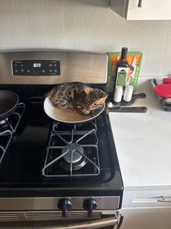 Pan