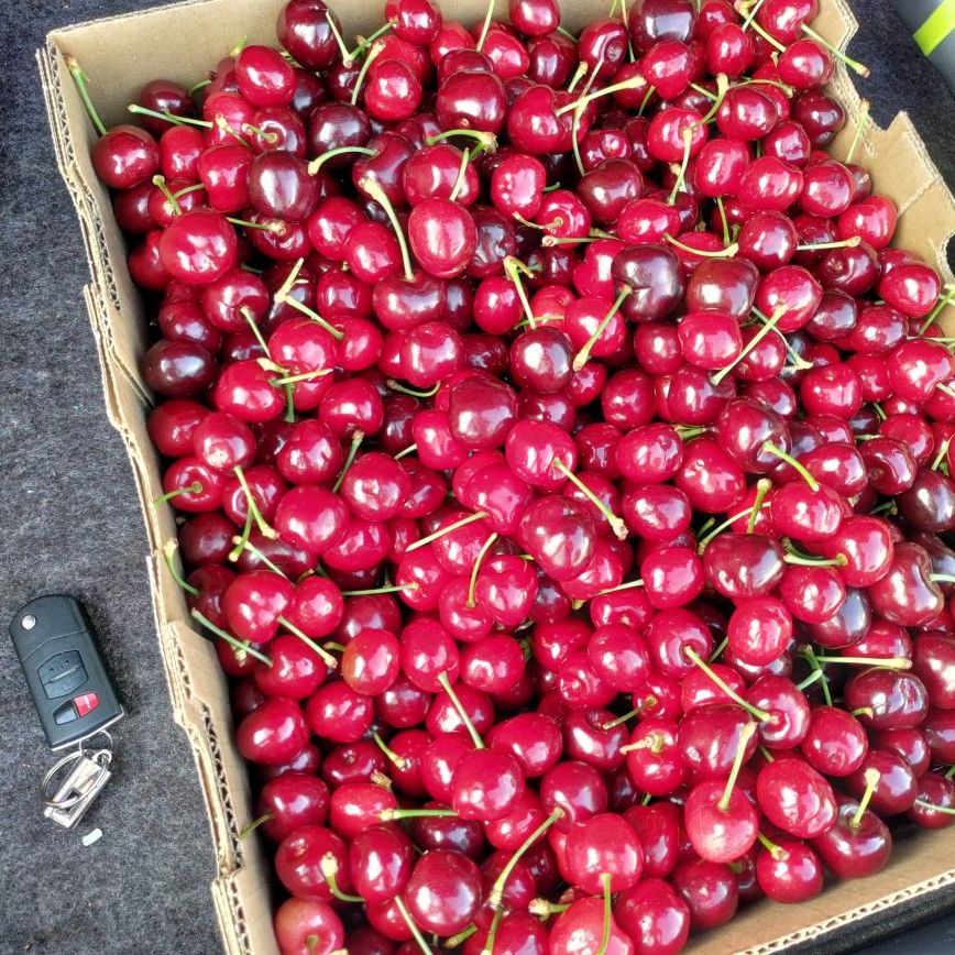 Sweet And Fresh Cherrie Cherry 