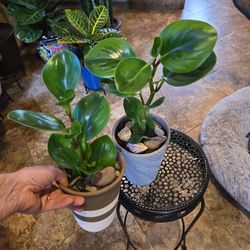 Pepperomia Plants In 7in New Ceramic Pots  $10 Ea