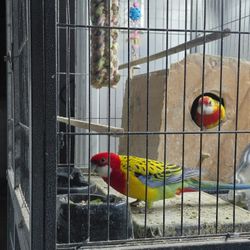 Have A Tall Bird Cage Hade It 2 Yeaf I Down Sizeing