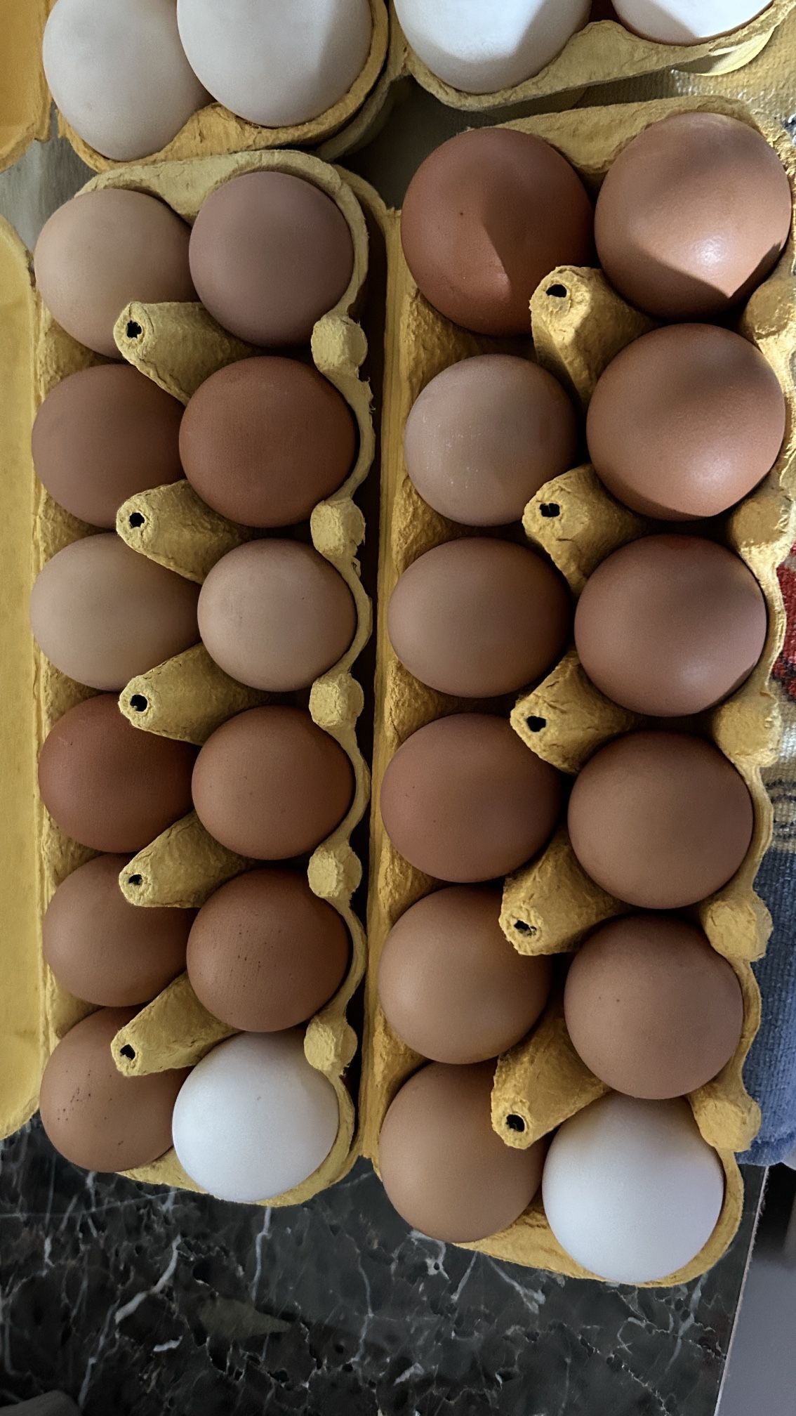 Fresh Eggs 