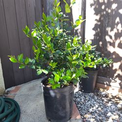 6 ficus plants  $20 each