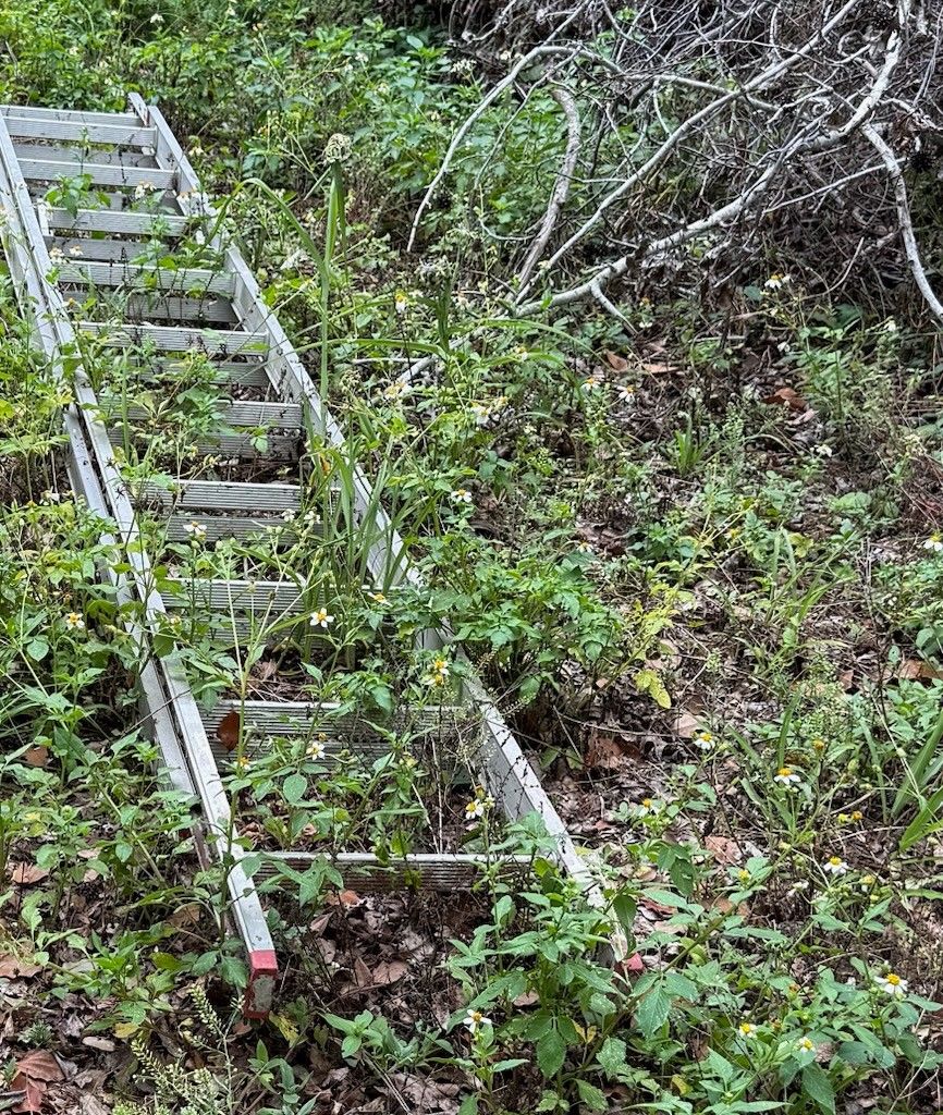 Ladder