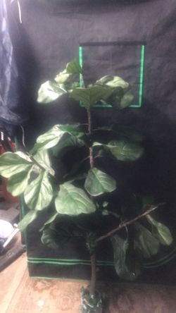 Planta Artificial 60 Pugadas