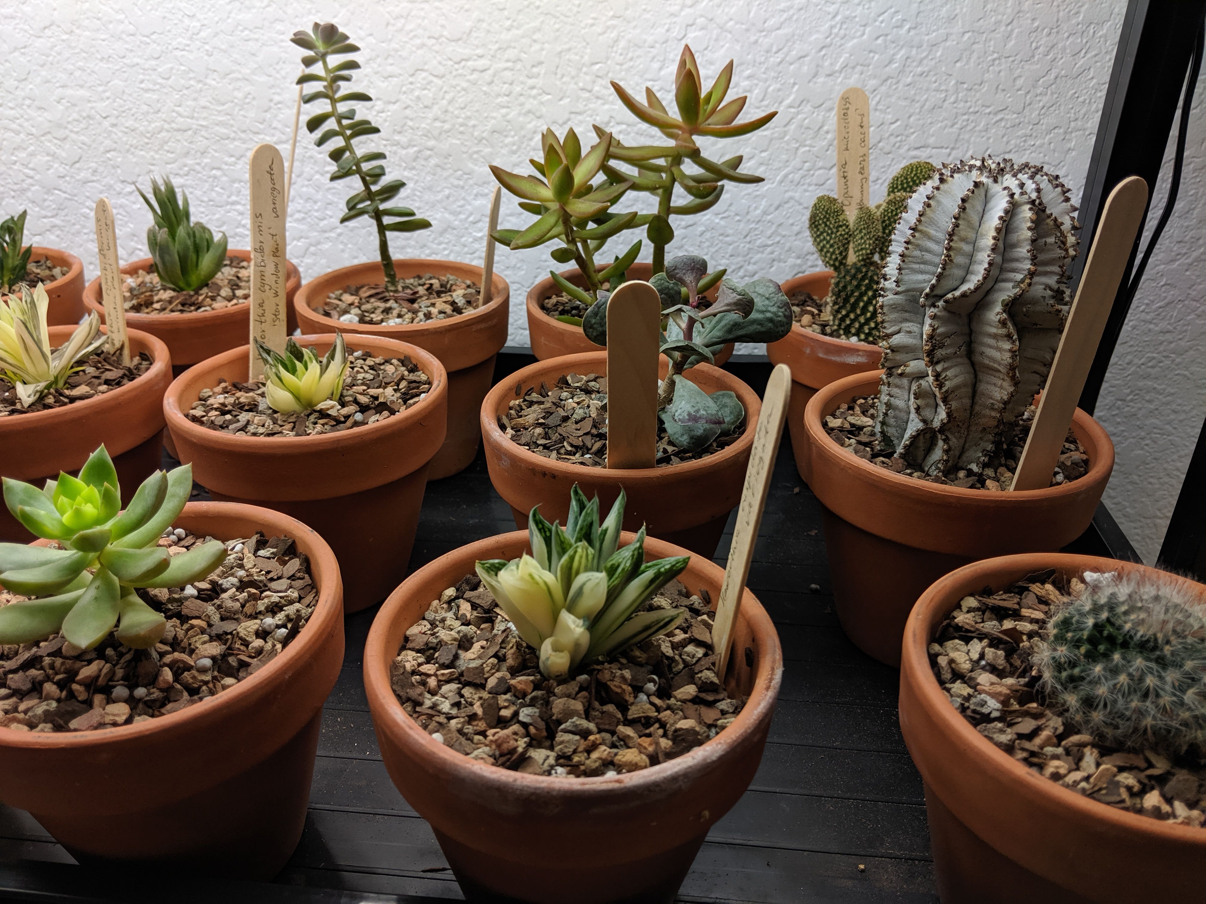 Succulents and cactus collection.