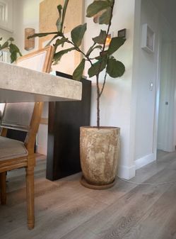 Rolling Greens Large Mature Fiddle Leaf Fig (Ficus lyrata) + Terra Cotta Potter Set