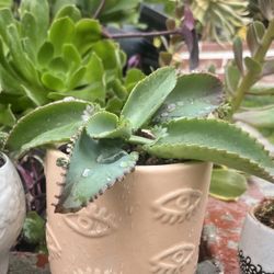 Eye Ceramic Pot With Succulent 