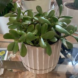 Jade Plant With Pot