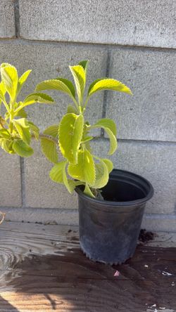 Oregano