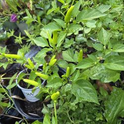Tabasco Hot Peppers Plant 