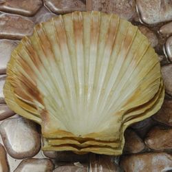 LOT OF 3 Vintage "SEASHELL" Dishes/Plates EXTREMELY RARE!!! Please Read Description. 