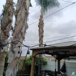 Palm Care