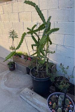Dragon Fruit Cactus Plant in Large Pot