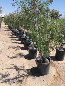 15 gal Desert Willow