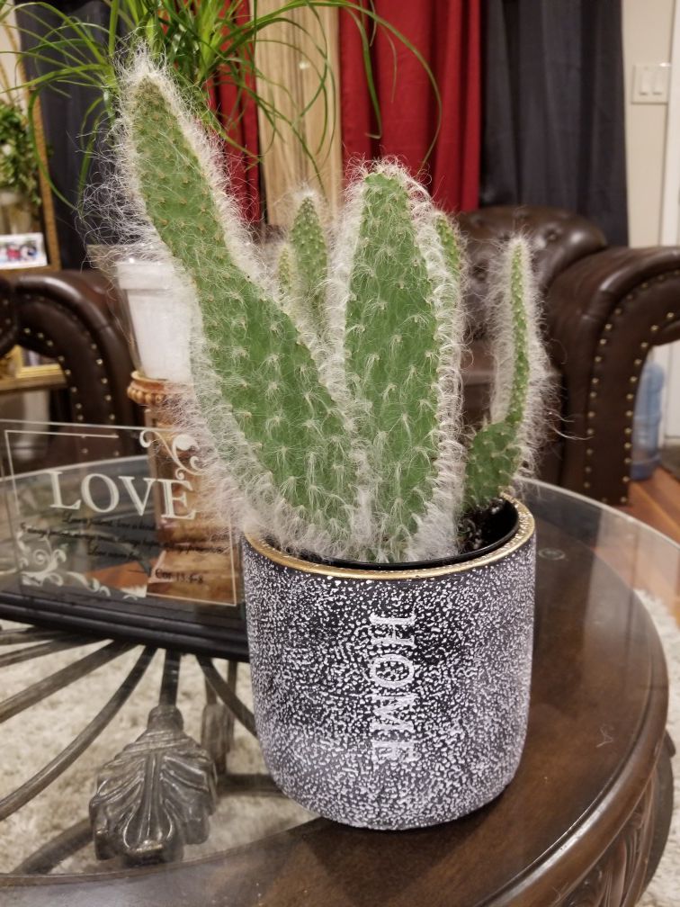 Hairy cactus