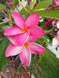 Plumeria cutting Pink