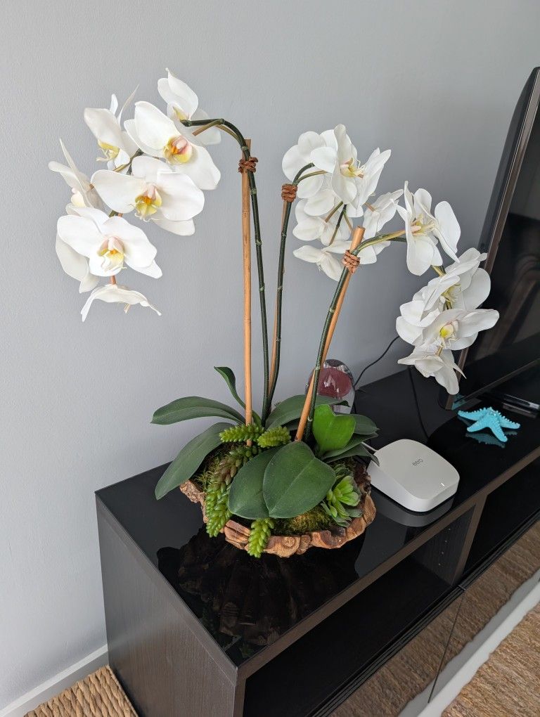 Orchid Plant