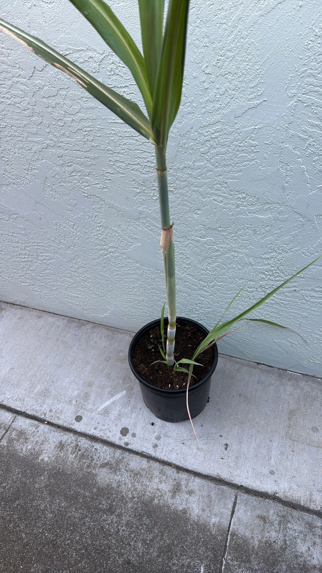 Sugarcane Plant