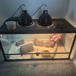 Bearded Dragon And Tank