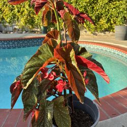 Red Begonia, blooming