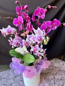 Mother’s Day orchids or ¡Feliz Día de las Madres!. orquídeas
