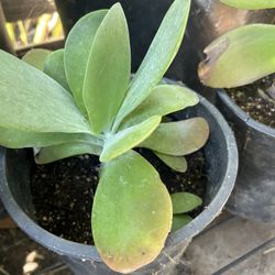 Planta