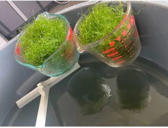 CHAETO MARCO algae