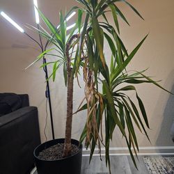 Yucca Cane Tree With Grow Light & Pot