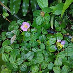 Tibuchina Purple Flowering Groundcover Landscape Plant