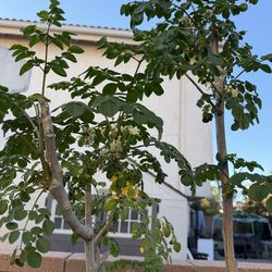 Moringa -Malunggay tree