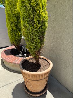 Lemon Cypress in pot #1