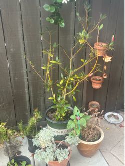 Bay leaf tree and Pakistani mulberry tree