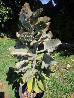 4 feet kalanchoe suculent Plant
