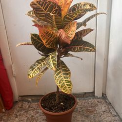 Crotton Plant Read Description ⤵️