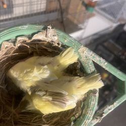 Cage For Sales Tigard 