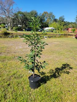 Mexicola Grande Avocado 🥑 Trees