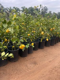 5 Gallon Size- Fruiting Age- Citrus Trees