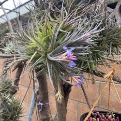 Air Plant Ball Is Blooming