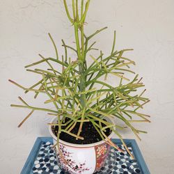 Pencilstick Plant In Ceramic Pot