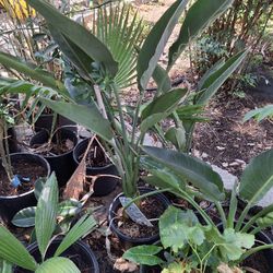 Decoration Plants and Shade Trees To A Very Low Price