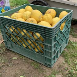 Lemons Fresh