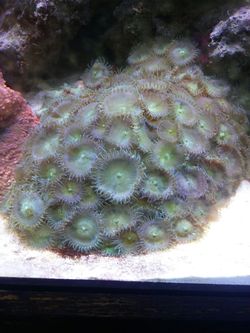 Green Paly Coral Rocks