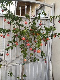 Abutilon Chinese Lantern Blooming Plant, In 5 Gallons Pot 7 Feet Tall Pick Up Only