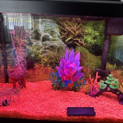 Full set up of 20 Gallon Aquarium Tank