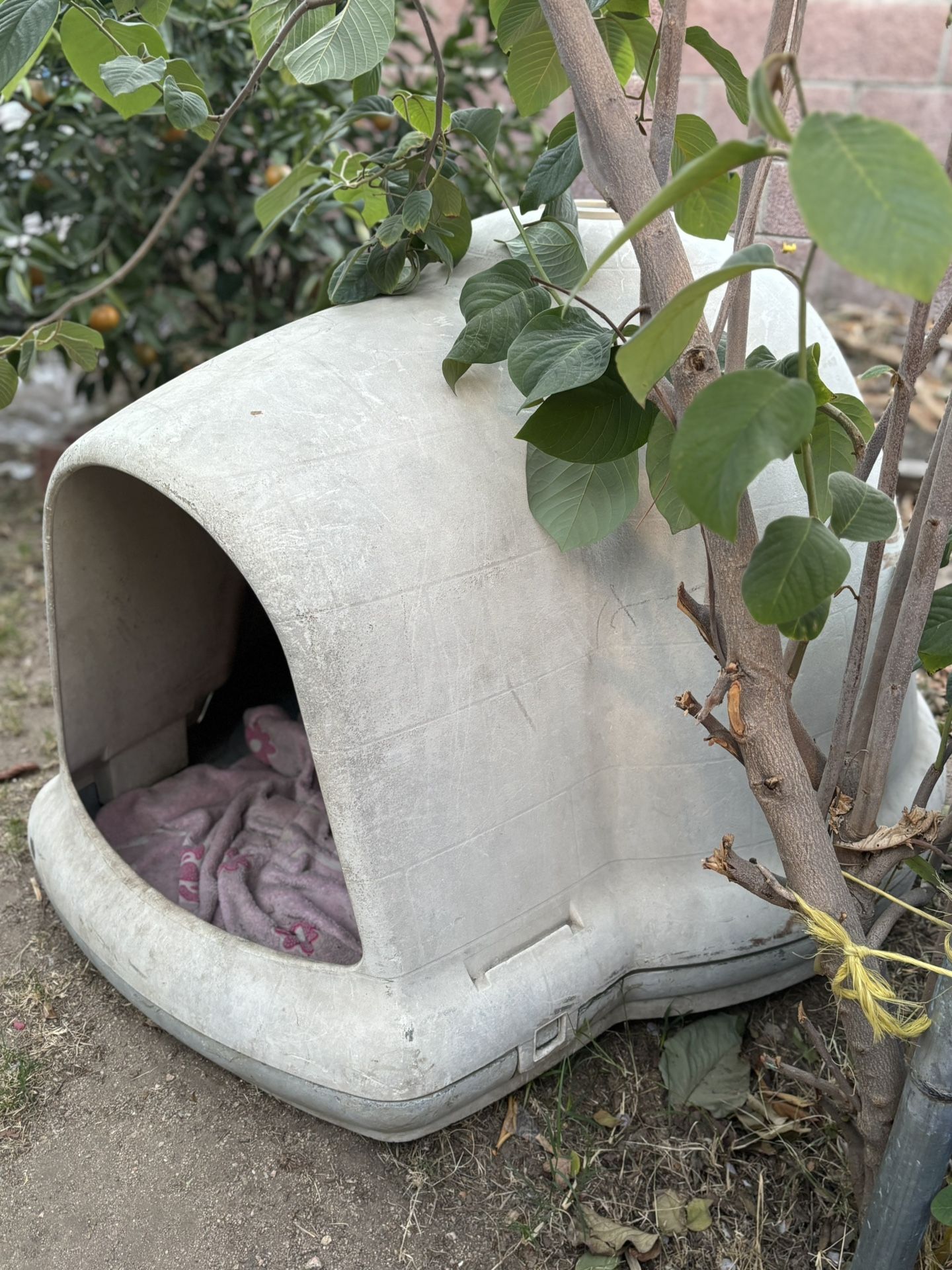 Dog igloo