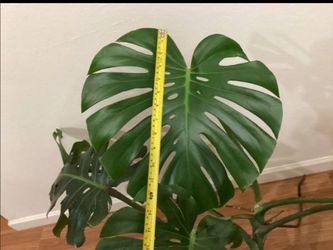 Monstera Deliciosa Plant