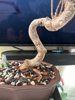 Bonsai tiger bark